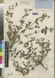 Image result for Oldenlandia echinulosa