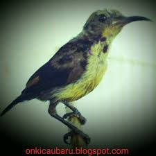 We have almost everything on ebay. Cara Merawat Kolibri Ninja Konin Bakalan Agar Cepat Gacor Tips Lovebird