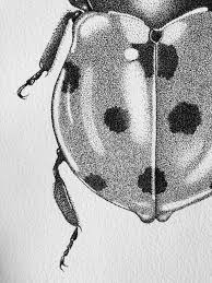 Black And White Insect Drawings Lady Bug Stippling Art Dots Art Pointillism