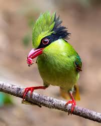 P L A N E T B I R D S S P E C I E S Indochinese Green Magpi Beautiful Birds Animals Beautiful Pet Birds