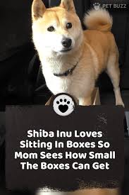 Shiba Inu Loves Sitting In Boxes So Mom Sees How Small The Boxes Can Get In 2020 Shiba Inu Funny Dog Videos Funny Animal Videos