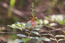 Image result for Indigofera oligophylla
