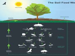 An expanded three link energy food chain (1. What Is A Food Web Definition Types And Examples