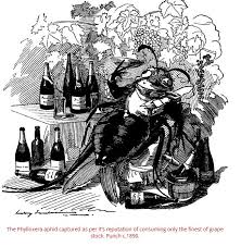 Image result for Phylohydrax