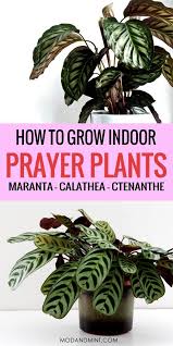 Indoor Prayer Plant Care Tips Keep Your Maranta Calathea Or Ctenanthe Alive Prayer Plant Care Prayer Plant Calathea Plant