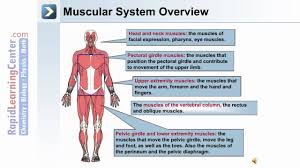 Axial vs appendicular the human skeletal system is composed of individual and attached bones, with the support of ligaments, muscles, tendons, and cartilage. Axial And Appendicular Musculature Youtube