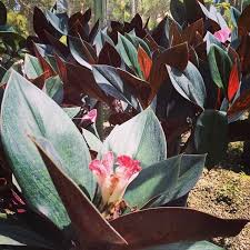 Warna bunganya sangat bervariasi mulai dari pink, merah, putih, hingga merah kehitaman. Tanaman Hias Bunga Unik Di Taman Tahan Panas Id Costus Erythrophyllus Jenis Tanaman Mudah Perawatan Shopee Indonesia