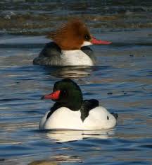 Brown Bird With Red Patch On Back Of Head Common Mergansers Mtpr Female Reddish Brown Crest Male Black Feathers On Head And Back In 2020 Duck Species Pet Birds Beautiful Birds