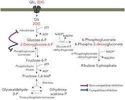 Since it is a glycolysis inhibitor, it is relevant to all cancers visible on pet scan. Cellular Toxicity Of The Metabolic Inhibitor 2 Deoxyglucose And Associated Resistance Mechanisms Sciencedirect
