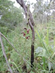 Image result for Zygotritonia