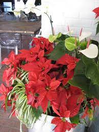 Feed poinsettias biweekly from spring until early. How To Take Care Of Poinsettias Through Winter And Beyond Hgtv