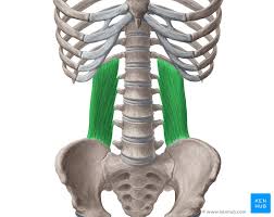 The rib cage consists of 24 ribs, 12 on either side, and it shields the organs of the chest, including at the back, they are attached to the spine. Quadratus Lumborum Origin Insertion Innervation Action Kenhub