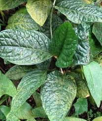 Image result for Culcasia orientalis