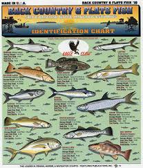 Tightline Publications Fishing Bc 10 Back Country Flats Fish Species Id