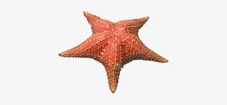 Para colorear estrella de mar. Evaluacion Del Proceso De Aprendizaje Inicial Formativa Estrella De Mar Png Png Image Transparent Png Free Download On Seekpng