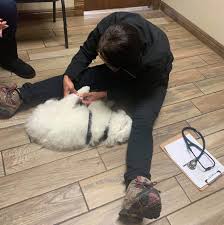 Menu & reservations make reservations. How To Take Care Of A Puppy What You Must Know