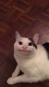 See more ideas about reaction pictures, funny memes, stupid memes. Cute Bts Pfp Shefalitayal