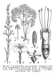 Image result for Nuxia congesta