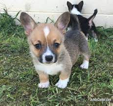 If you are interested in being considered for a prices are listed under puppy pricing. Well Trained Pembroke Welsh Corgi Puppies Pets For Sale In Redwood City California Usadscenter Com Mobile 157002
