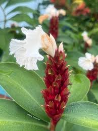 Image result for Ceropegia rendallii