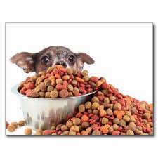 chihuahua hiding behind food bowl postcard zazzle com in 2020 food animals dog food recipes best dog food
