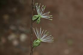 Image result for Maerua parvifolia