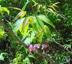 Image result for Kotschya speciosa