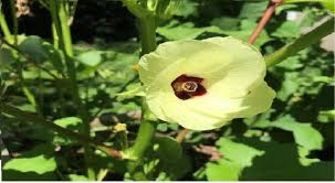 Gardeners raising seed pods to eat should pick them when they are about 3 inches (7.6 cm.) long. Growing And Harvesting Okra University Of Illinois Extension