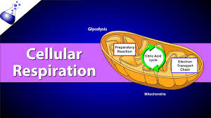 Cellular Respiration Youtube
