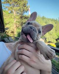 Epingle Sur Chien