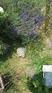 Freigehege Fur Griechische Landschildkroten In 2020 Schildkrotengehege Landschildkroten Griechische Landschildkrote
