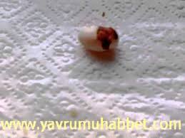 Muhabbet Kusu Dogumu Youtube