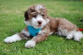 Don't miss what's happening in your neighborhood. 6 Best Aussiedoodle Breeders On The East Coast 2021 We Love Doodles
