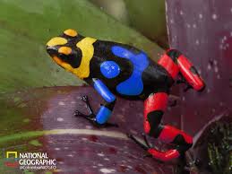 Nuestra Tricolor Poison Frog Frog Species Poison Dart Frogs