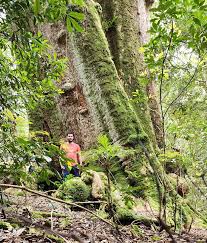 Image result for Meiostemon tetrandrus