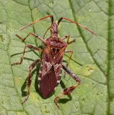 Image result for Anisotes sessiliflorus