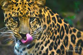 This motif fits perfectly with posters from our people and nature categories. Hungry Leopard Photograph By Spade Photo