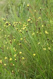 Image result for Xyris peteri