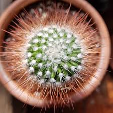 For better drainage, add some perlite or pumice in perhaps a 1:1 ratio with the cactus mix. Mammillaria Spinosissima F Rubrispina Red Headed Irishman Uploaded By Secretlyadeer