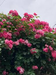 バラ(学名、Rosa) | utakohaikuのブログ