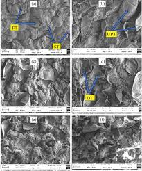 Image result for Sarcocornia decumbens