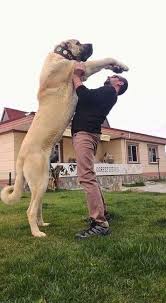 20 Best Funny Animal Photos For Thursday Morning Goruntuler Ile Kangal Kopegi Kopek Turleri Komik Hayvanlar