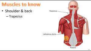 Anatomy Ch 9 Muscular System Youtube