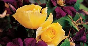 Rose Golden Showers White Flower Farm Yellow Climbing Rose Climbing Roses