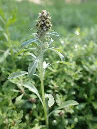 Image result for Gnaphalium polycaulon