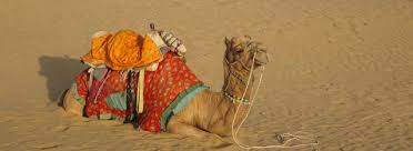 Everyday arab used his camel for carrying his things one place to another place. Camel Theskinnyjeanrant