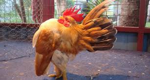 Inilah Ciri Ciri Ayam Serama Betina Dan Jantan Ayam Jantan Ayam Betina
