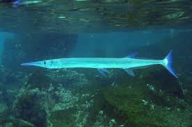 One minute video demonstration included. 22 Needlefish Ideas Fish Information About Fish Annobon