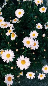 Tumblr Lock Screen Iphone 5 Google Search Tumblr Iphone Wallpaper Daisy Wallpaper Iphone Lockscreen