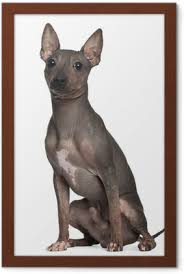 A terrier is a dog of any one of many breeds or landraces of the terrier type group, which are typically small, wiry, game and fearless. Leinwandbild American Hairless Terrier 6 Monate Alt Sitzt Pixers Wir Leben Um Zu Verandern